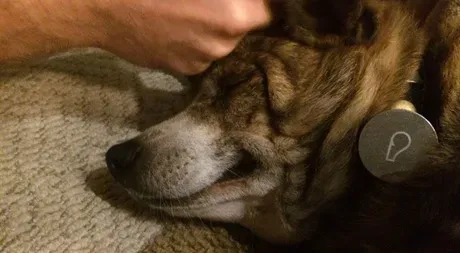 30 dagar med Whistle Dog Activity Monitor