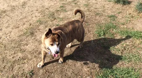 30 dagar med Whistle Dog Activity Monitor