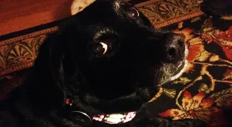 30 dagar med Whistle Dog Activity Monitor