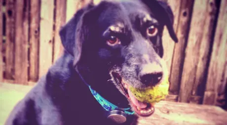 30 dagar med Whistle Dog Activity Monitor