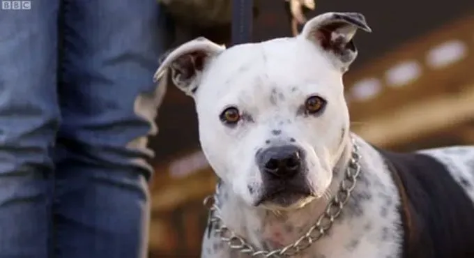 Ar šunys gali aptikti vėžį žmonėms?