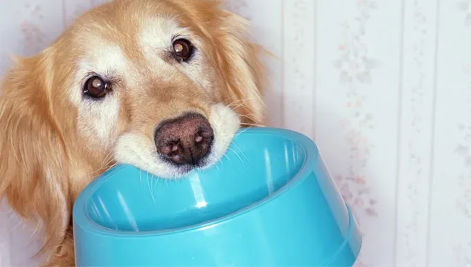 Fodring af en ældre hund' decoding='async' fetchpriority='high' title=