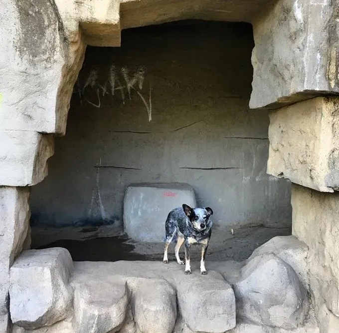 planinarski-psi-los-angeles-2' title=