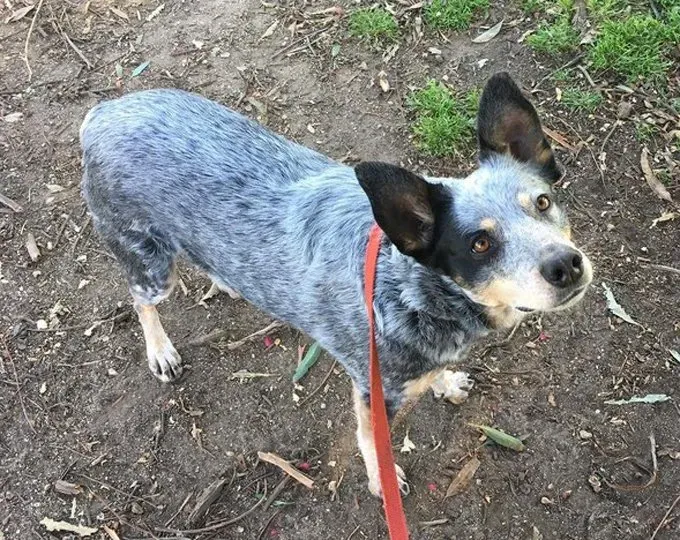 A 10 legjobb hely a kutyájával való túrázáshoz Los Angelesben