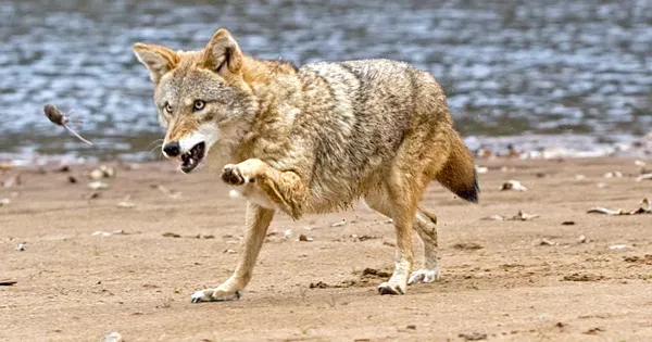 10 geriausių gyvūnų, kurie puola augintinius