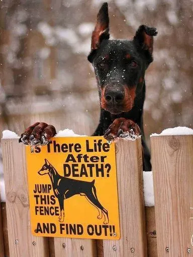 Top 25 sjove hundetegn' title=