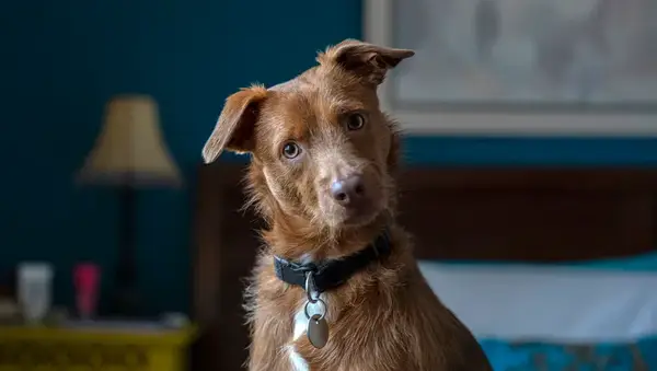 funny dog ​​portrait at home looking at camera