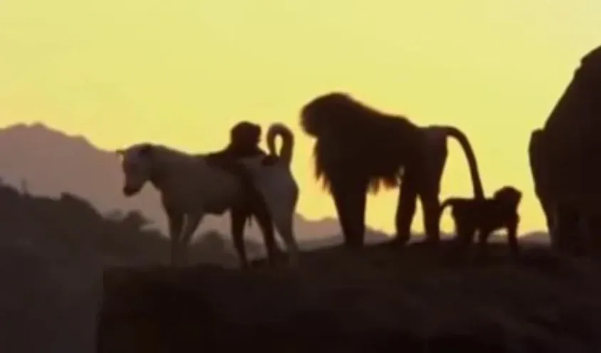 Bavianen ontvoeren wilde honden en voeden ze op als huisdieren [VIDEO]