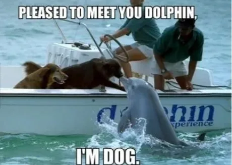 25 juokingi šunų memai: 4 dalis' title=