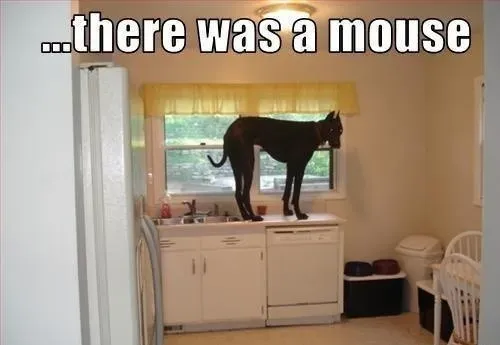 25 juokingi šunų memai: 4 dalis' title=