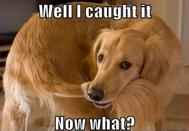 25 juokingi šunų memai: 4 dalis' title=