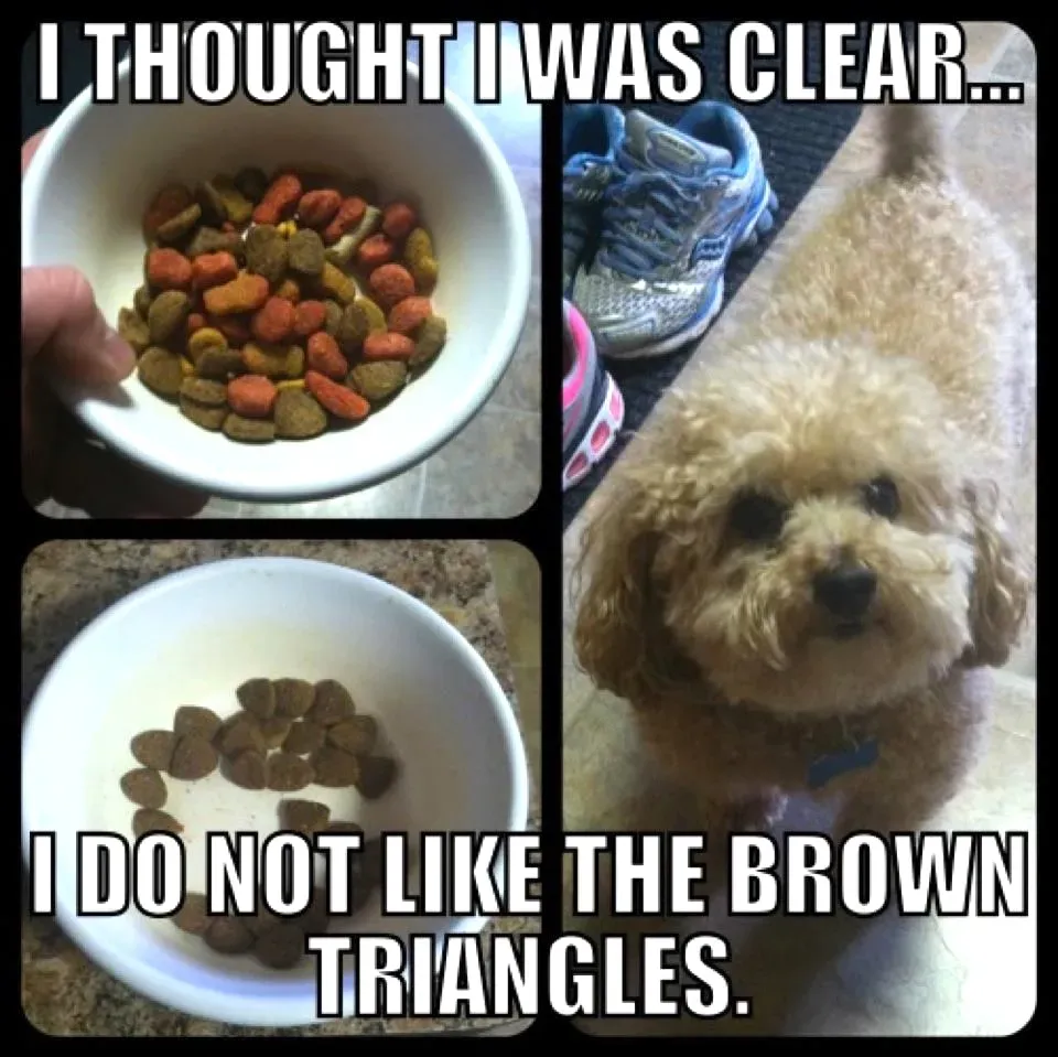 25 juokingi šunų memai: 4 dalis' title=