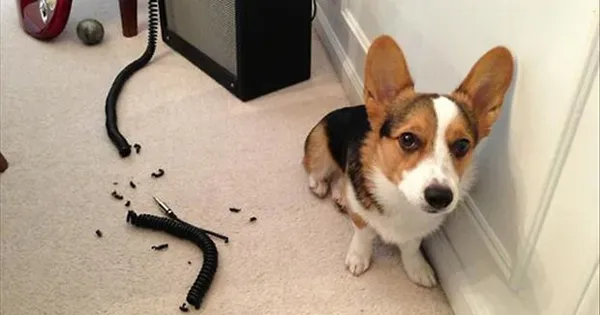 25 juokingi šunų memai: 4 dalis