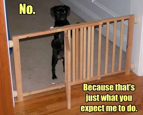 Pasji memi, 5. del: Dobro, žalostno in smešno' title=