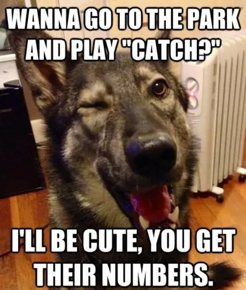 Pasji memi, 5. del: Dobro, žalostno in smešno' title=