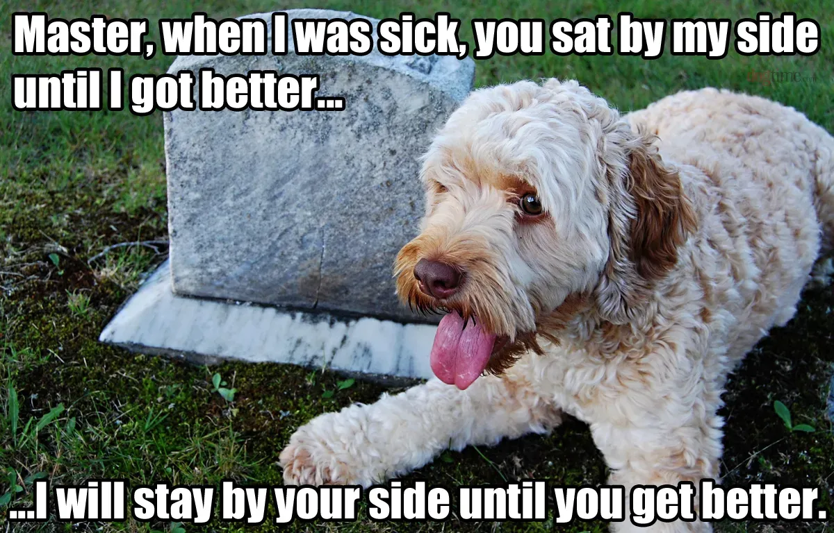 Pasji memi, 5. del: Dobro, žalostno in smešno' title=