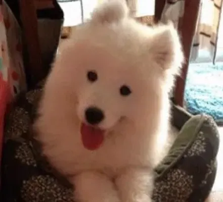 День силы улыбки: собаки, чья улыбка заставит вас улыбнуться