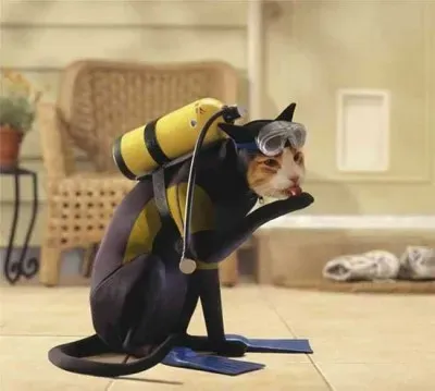 30 tolle Halloween-Kostüme für Hunde und Katzen' title=