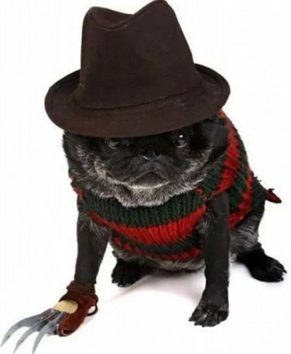 30 tolle Halloween-Kostüme für Hunde und Katzen' title=