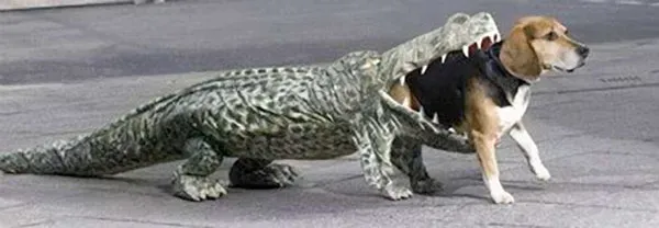 30 tolle Halloween-Kostüme für Hunde und Katzen' title=