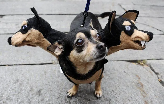 30 tolle Halloween-Kostüme für Hunde und Katzen' title=