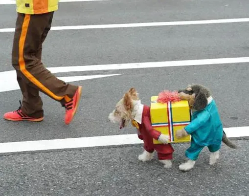 30 tolle Halloween-Kostüme für Hunde und Katzen' title=