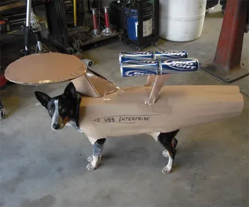 30 tolle Halloween-Kostüme für Hunde und Katzen' title=