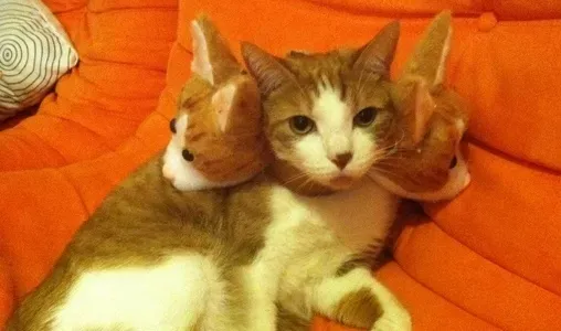 30 tolle Halloween-Kostüme für Hunde und Katzen' title=