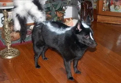 30 tolle Halloween-Kostüme für Hunde und Katzen' title=