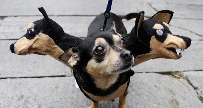 30 страхотни костюма за Хелоуин за кучета и котки