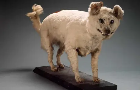 Tien opmerkelijke uitgestorven hondenrassen