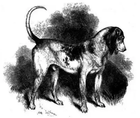 Tien opmerkelijke uitgestorven hondenrassen