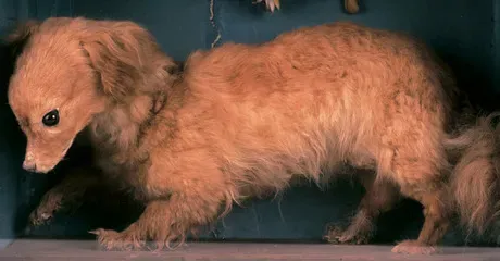 Tien opmerkelijke uitgestorven hondenrassen