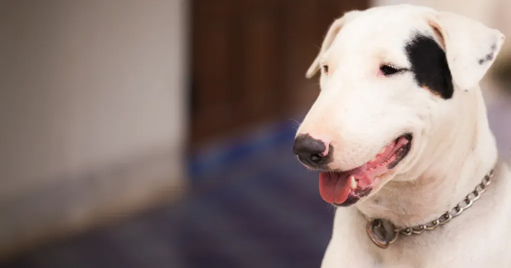 Tien opmerkelijke uitgestorven hondenrassen