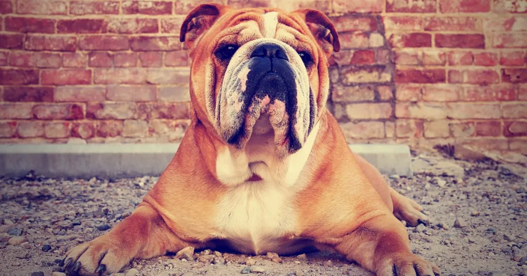 Niujorko buldogo dilema