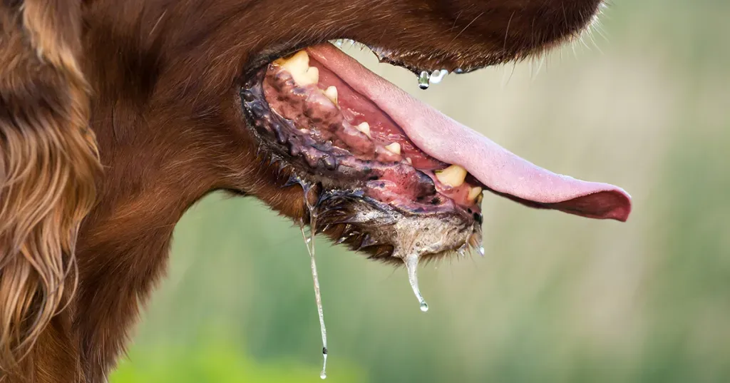 Raivotaudin leviäminen voidaan pysäyttää – koirista alkaen
