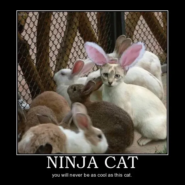 25 signes démotivants amusants pour les chiens et les chats' title=