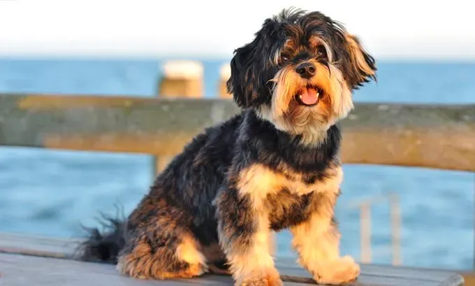 Pes pri oceáne.' title=