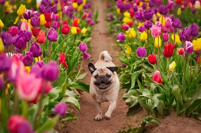 Wallace je šťastný mops, ktorý behá po poliach tulipánov!' title=