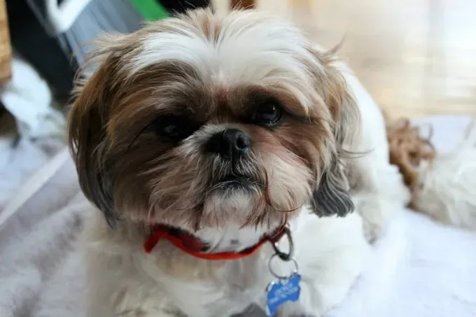 Shih-žena-10' title=