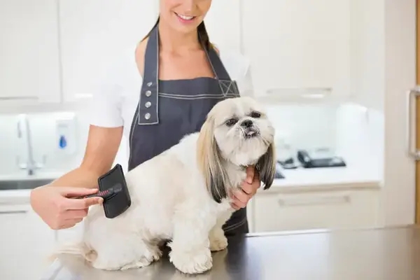 Намерете правилния фризьор за кучета