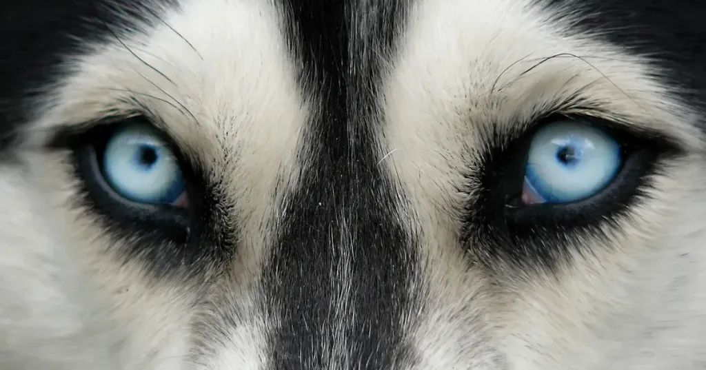 Per què els gossos queden cecs?