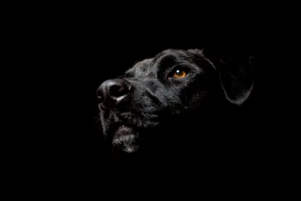 Obținem în fiecare săptămână în fiecare săptămână