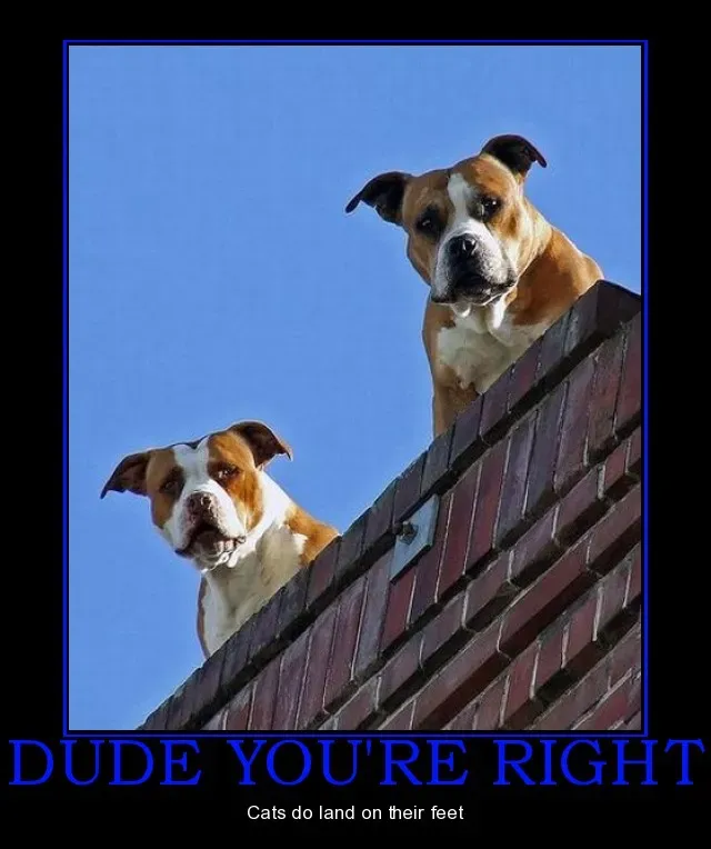 25 sjove hunde og kat demotiverende tegn' title=