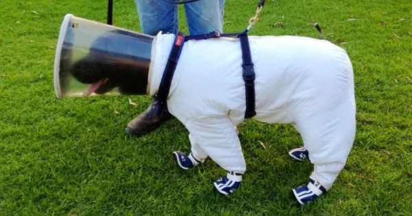 Запознайте се с Bazz, кучешкият пчелар