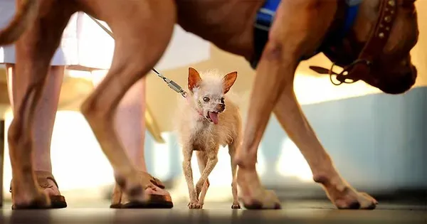 A világ legrondább kutyái