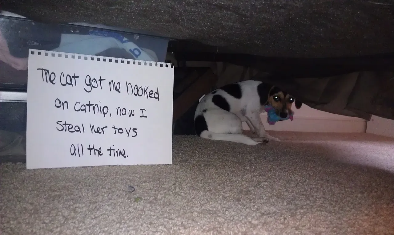 20 images drôles de honte envers les chiens en public' title=