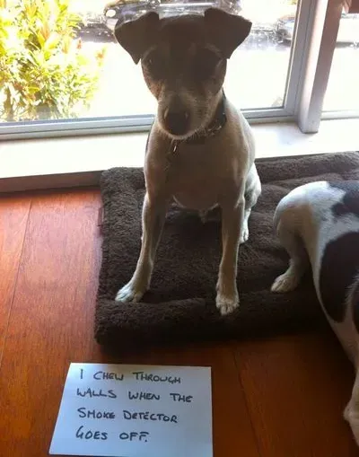 20 images drôles de honte envers les chiens en public' title=