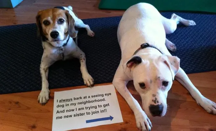 20 images drôles de honte envers les chiens en public' title=