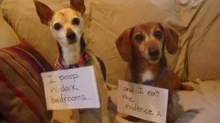 20 images drôles de honte envers les chiens en public' title=